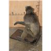 Image 9 : Life-sized BABOON on a Wooden Base