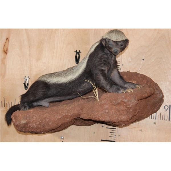 Life-sized HONEY BADGER on a Rock Wall Base