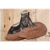 Image 3 : Life-sized HONEY BADGER on a Rock Wall Base