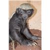 Image 6 : Life-sized HONEY BADGER on a Rock Wall Base
