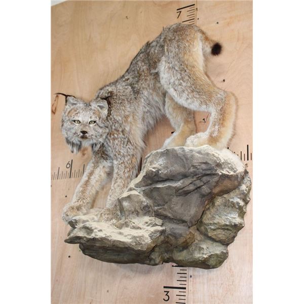 Life-sized ALASKAN LYNX or CANADIAN LYNX on a Rocky Wall Hanging Base