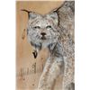 Image 5 : Life-sized ALASKAN LYNX or CANADIAN LYNX on a Rocky Wall Hanging Base