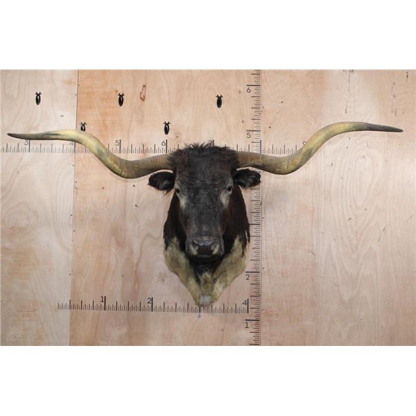 Big TEXAS LONGHORN Shoulder Mount with a Texas Twist