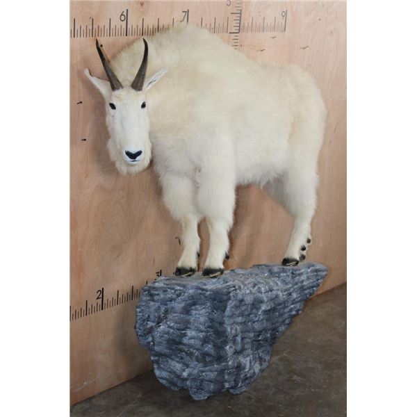 Life-sized MOUNTAIN GOAT on a Rocky Wall Hanging Base