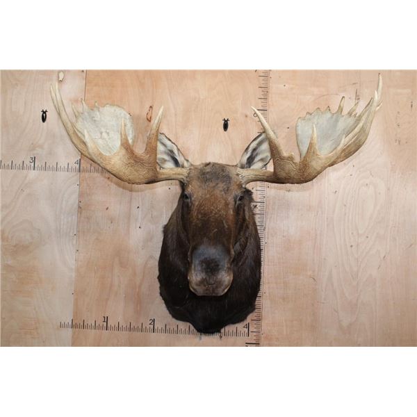 Massive 23-Point MOOSE Shoulder Mount
