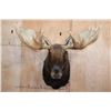 Image 1 : Massive 23-Point MOOSE Shoulder Mount