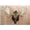 Image 2 : Massive 23-Point MOOSE Shoulder Mount