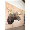 Image 3 : Massive 23-Point MOOSE Shoulder Mount