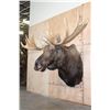 Image 4 : Massive 23-Point MOOSE Shoulder Mount