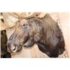 Image 5 : Massive 23-Point MOOSE Shoulder Mount