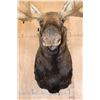 Image 6 : Massive 23-Point MOOSE Shoulder Mount