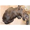 Image 7 : Massive 23-Point MOOSE Shoulder Mount