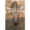 Image 8 : Massive 23-Point MOOSE Shoulder Mount