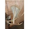 Image 9 : Massive 23-Point MOOSE Shoulder Mount