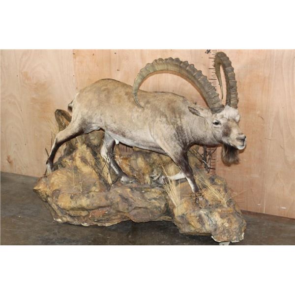 XL Life-sized NUBIAN IBEX Mounted on a Lightweight Rocky Wall Hanging Base