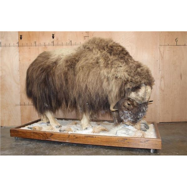 Massive Life-sized MUSK OX on a Snowy Base with Wheels