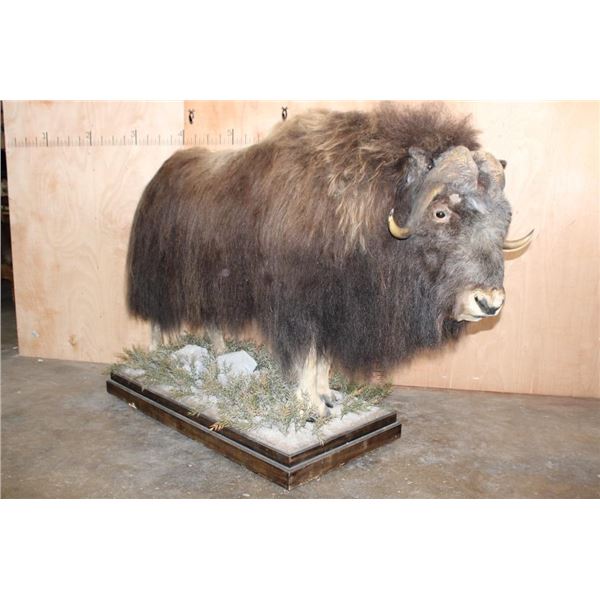 Life-sized MUSK OX on a Wood Base with Wheels