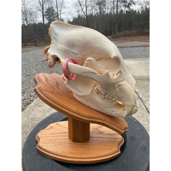 ALASKAN GRIZZLY BEAR Skull Mounted on a Wood Table Pedestal