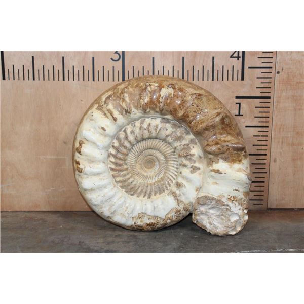 XXL AMMONITE Fossil *Museum Quality*