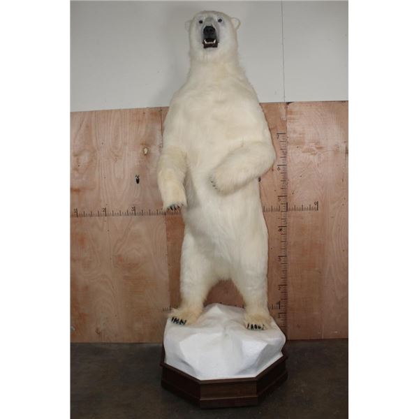 Massive 8' 6" Tall Reproduction Life-sized Standing POLAR BEAR on a Walnut Wood Base
