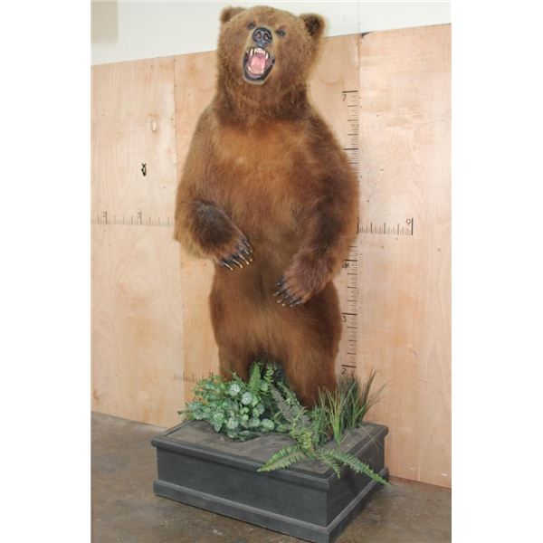 XXL Standing BROWN BEAR or GRIZZLY BEAR on a Decorative Base with Wheels
