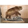 Image 10 : XXL Massive Life-sized BROWN BEAR or GRIZZLY BEAR on a Rustic Wood Base with Wheels