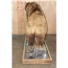 Image 11 : XXL Massive Life-sized BROWN BEAR or GRIZZLY BEAR on a Rustic Wood Base with Wheels