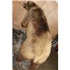Image 12 : XXL Massive Life-sized BROWN BEAR or GRIZZLY BEAR on a Rustic Wood Base with Wheels