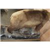 Image 13 : XXL Massive Life-sized BROWN BEAR or GRIZZLY BEAR on a Rustic Wood Base with Wheels