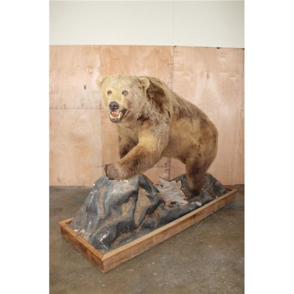 XXL Massive Life-sized BROWN BEAR or GRIZZLY BEAR on a Rustic Wood Base with Wheels