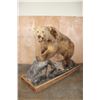 Image 1 : XXL Massive Life-sized BROWN BEAR or GRIZZLY BEAR on a Rustic Wood Base with Wheels