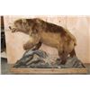Image 2 : XXL Massive Life-sized BROWN BEAR or GRIZZLY BEAR on a Rustic Wood Base with Wheels