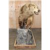 Image 3 : XXL Massive Life-sized BROWN BEAR or GRIZZLY BEAR on a Rustic Wood Base with Wheels
