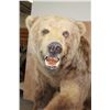 Image 4 : XXL Massive Life-sized BROWN BEAR or GRIZZLY BEAR on a Rustic Wood Base with Wheels