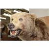 Image 5 : XXL Massive Life-sized BROWN BEAR or GRIZZLY BEAR on a Rustic Wood Base with Wheels