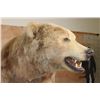 Image 6 : XXL Massive Life-sized BROWN BEAR or GRIZZLY BEAR on a Rustic Wood Base with Wheels