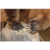Image 7 : XXL Massive Life-sized BROWN BEAR or GRIZZLY BEAR on a Rustic Wood Base with Wheels