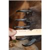 Image 8 : XXL Massive Life-sized BROWN BEAR or GRIZZLY BEAR on a Rustic Wood Base with Wheels