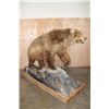 Image 9 : XXL Massive Life-sized BROWN BEAR or GRIZZLY BEAR on a Rustic Wood Base with Wheels