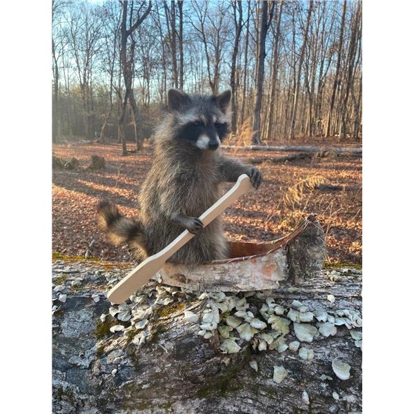 *New* Life-sized RACCOON in a Canoe Mount