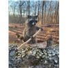 Image 1 : *New* Life-sized RACCOON in a Canoe Mount