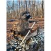 Image 2 : *New* Life-sized RACCOON in a Canoe Mount