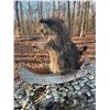 Image 3 : *New* Life-sized RACCOON in a Canoe Mount