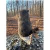 Image 4 : *New* Life-sized RACCOON in a Canoe Mount