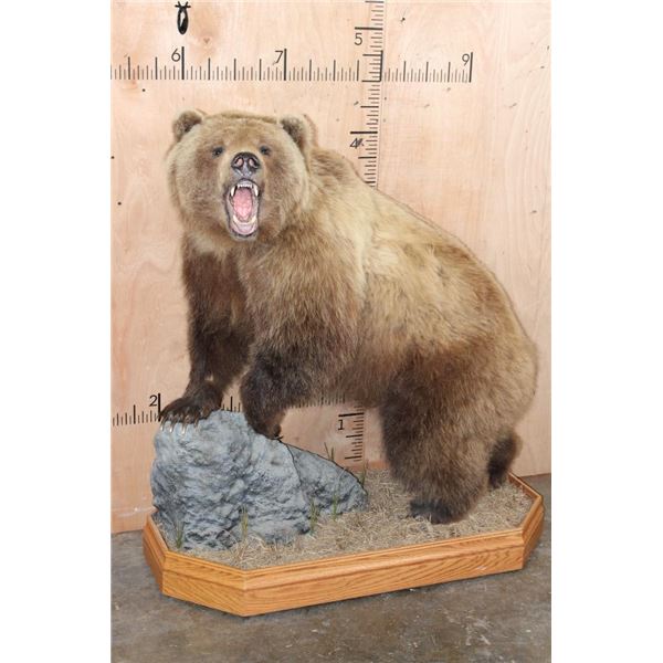 Life-sized "Roaring" GRIZZLY BEAR on Wood Base with Wheels