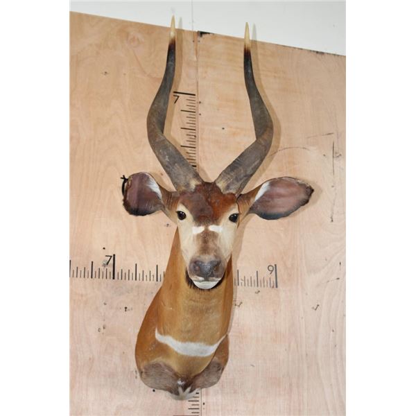 BONGO Shoulder Mount