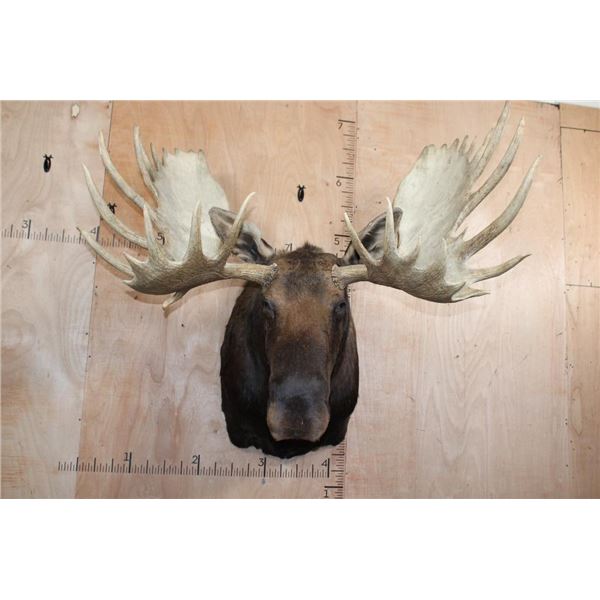 XL 33-Point MOOSE Shoulder Mount with Removable Antlers