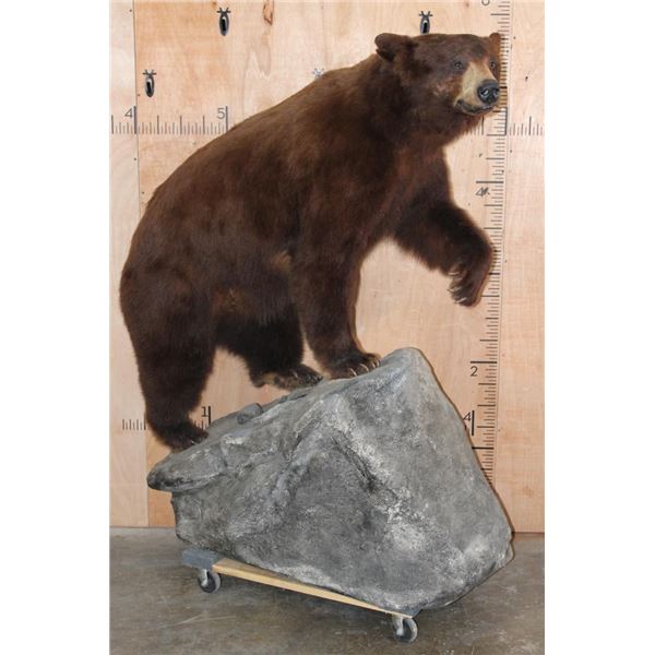 Big Life-sized BLACKBEAR on a Fiberglass Rock Base