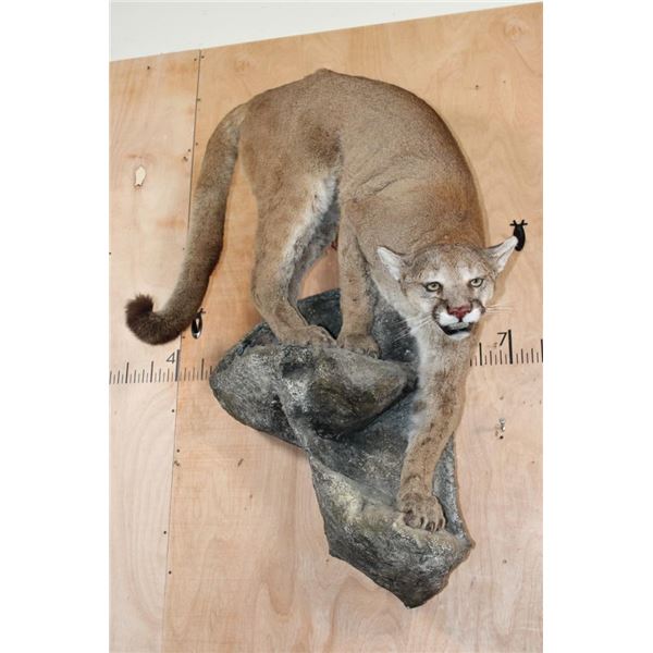 Life-sized MOUNTAIN LION or COUGAR on a Rocky Wall Hanging Base