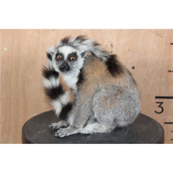 *TEXAS RESIDENTS ONLY* Life-sized Freestanding Ring-tailed LEMUR